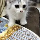 قطه للتبني