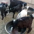 تيوس للبيع