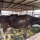 منيحه و عرضين في عرض