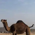 ناقه ساحليه لقحه ( تم البيع )