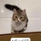 قط شيرازي للبيع