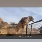 البيع ابل كفو عداده 10 بفحله فيه خلفه 8 إلقاح تنج وبعير كفو