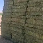 توريد برسيم تبوك وطبرجل