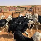 طليان نجد فاخره