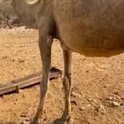 ناقتين ضايعه