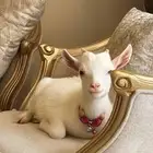تيس قزم للبيع