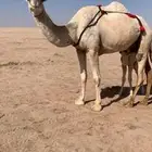 لبيع خلفه وضحى معها قعود