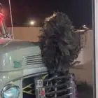مطلوب نعامه زي الي فالصوره