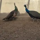 زوج طاؤوس عمر ثلاث سنوات و 10 اشهر