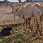 قعود للبيع