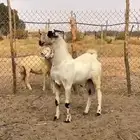 مشروع جفر بيشي