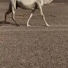 ضريبه وضحا