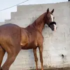 فرس كفو بيعة سريعة