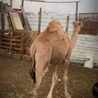 قعود فل شحم مشروط