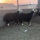 للبيع