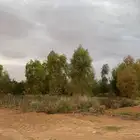 مزرعه يومي شهري