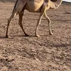 حشو للبيع