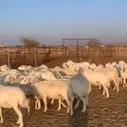 غنم حريه دفيه سونار