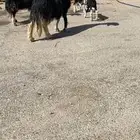 غنم نجد صنف مواليد