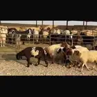 جذعات نعيم مقاني فاخره