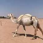لبيع خفوت وضحاء مبيوع ولدها اليوم