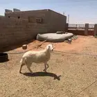 حريه