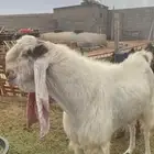 تيس فحل مطور