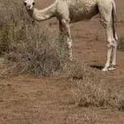 حوار للبيع حايل