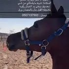 فرس شعبية حد 5000