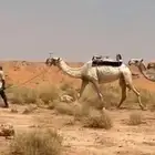 رحول ابل شرط