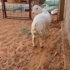 طلي جذع حري فل شحم