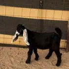 تيس داغور