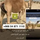 متلي تلقى اخر الشهر هذا ولا شهر 12 شبب ومتلي على بعير طيب