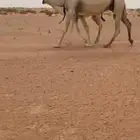 للبيع عشرا ضروبه