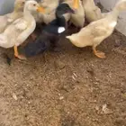 فراخة حمام وبط