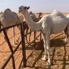 بكره رمانيه طيبه