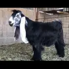 جفرتين عوارض صنف