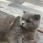 قط سكوتش فولد