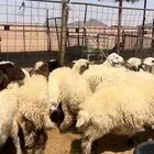 خرفان نعيم