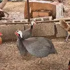 دجاج بلدي (المظيلف)