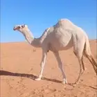 بكره حقه رمانيه