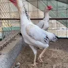 شامو ياباني