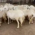 46 رخل بفحلها نواهي
