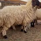 رخل ثنيه مقروعه قبل شهر جرمها كبير