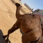 قعود