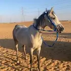 فرس شعبية كفوو