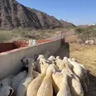 طليان ورخال