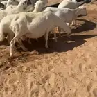 غنم