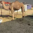 بكره لقيه للبيع