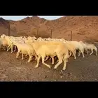 ضان حرش طيبه